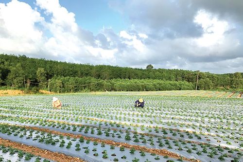 Vùng đất của các loại cây dược liệu