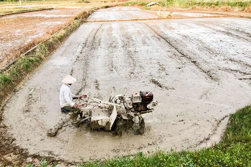 Chuẩn bị tốt các điều kiện để sản xuất vụ đông xuân