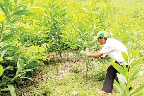 Kinh tế Nông nghiệp - Nông thôn Phát triển lâm nghiệp bền vững