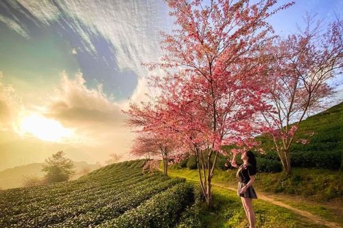 Mùa hoa anh đào tuyệt đẹp ở Sa Pa