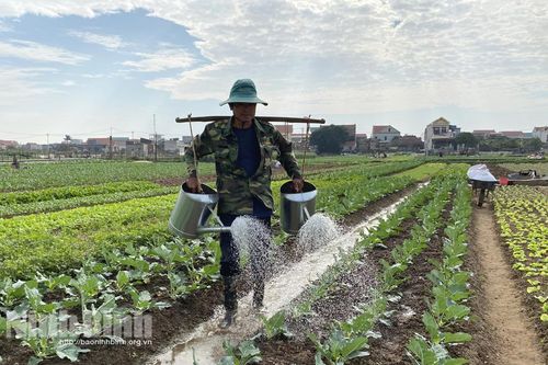 Rau vụ đông được giá, nông dân phấn khởi
