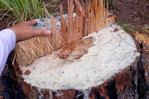 Khám nghiệm hiện trường, điều tra vụ phá rừng thông tại Tiểu khu 267C