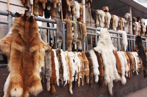 Sự đấu tranh của thời trang khi nói không với lông thú