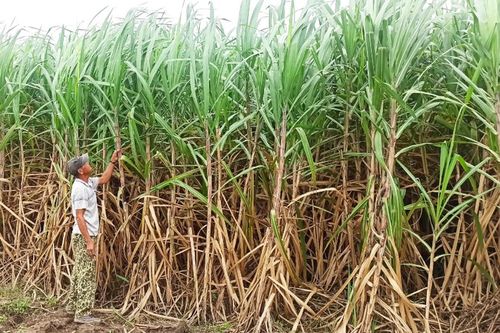 Thành Thành Công Gia Lai: Mang niềm vui đến người trồng mía