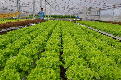 Kinh tế Nông nghiệp - Nông thôn Chuyển đổi số trong nông nghiệp, thực phẩm và phát triển nông thôn từ cơ sở toán – tin học ứng dụng