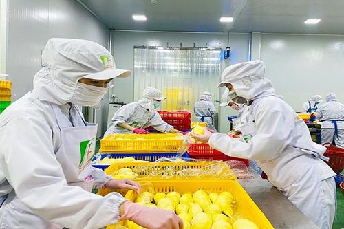 Tháo gỡ khó khăn trong tiêu thụ, xuất khẩu trái cây