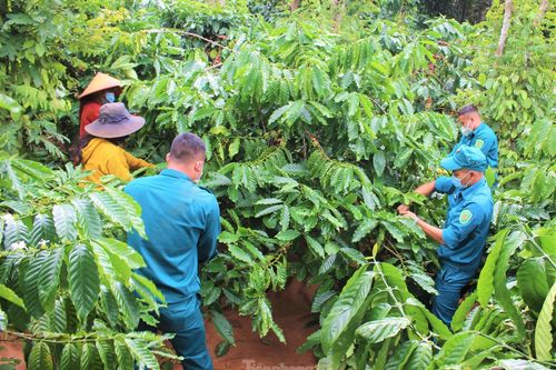 Biệt đội sao vuông giữ 'nồi cơm' cho người dân mùa dịch COVID-19