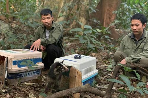 Thả hơn 60 cá thể Cầy vòi vào rừng