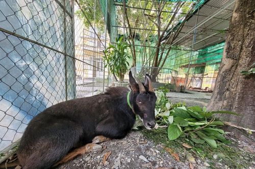 2 người vào rừng bẫy sơn dương, 4 người bị khởi tố