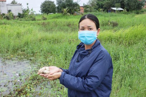 Thu nhập cao từ nuôi ốc bươu đen