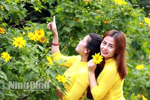 Mùa hoa dã quỳ ở Ninh Bình