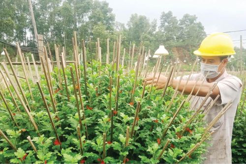 Kinh tế 'Lối rẽ' của Trương Hữu Tài