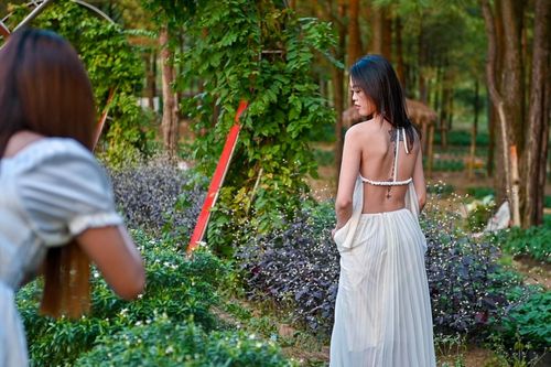 Cúc họa mi nở rộ ở Quảng Ninh, thu hút giới trẻ đến chụp ảnh
