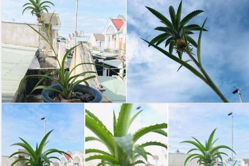 Xôn xao cây vú sữa dáng rồng định giá 3 tỷ, quả dứa tí hon giá 1 tỷ