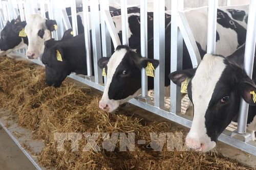 Cơ hội cho doanh nghiệp Việt xuất khẩu bơ sữa sang Israel