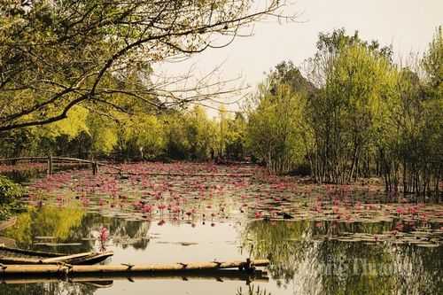 Bình yên suối Yến mùa hoa súng