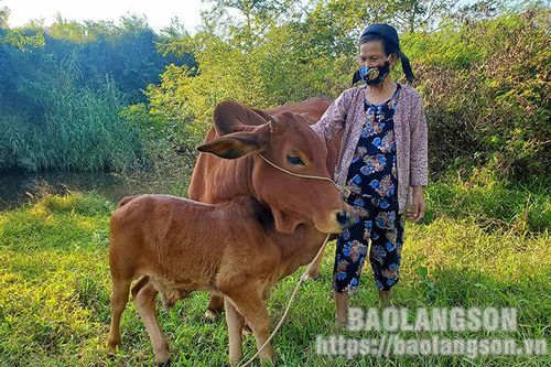 Nhân rộng mô hình giảm nghèo ở Đình Lập: Tạo sinh kế giúp người dân vươn lênTin khácChung tay phòng chống HIV/AIDS trong bối cảnh dịch COVID-19THÔNG BÁO NỘI DUNG, CHƯƠNG TRÌNH KỲ HỌP THỨ BẢY (KỲ HỌP THƯỜNG LỆ CUỐI NĂM 2021) HĐND TỈNH KHÓA XVII NHIỆM KỲ 20