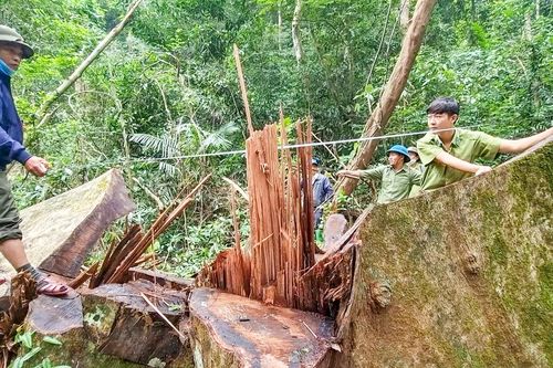 Khu Bảo tồn thiên nhiên Bắc Hướng Hóa lập tổ chốt chặn bảo vệ rừng