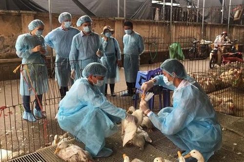 Kiểm soát sản phẩm động vật - Chặt chẽ ngay bước đầu