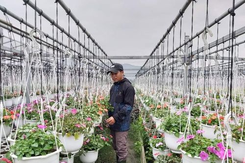 Không khí im lìm tại làng trồng hoa ở Đà Nẵng
