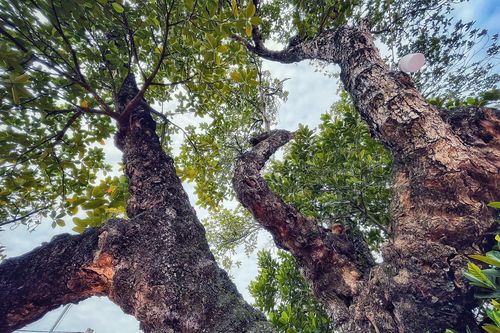 Lạ lùng 'cụ' mít 500 tuổi có hình dáng cổ quái ở Hà Nội