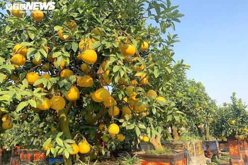 Vườn bưởi cảnh 4 tỷ đồng sai trĩu quả, sẵn sàng đón vụ Tết
