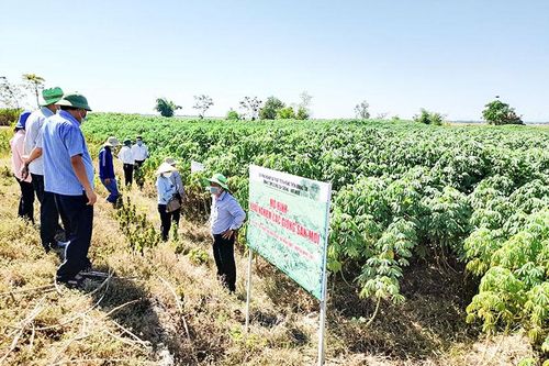 Thiếu nguồn giống sắn sạch bệnh để trồng mới