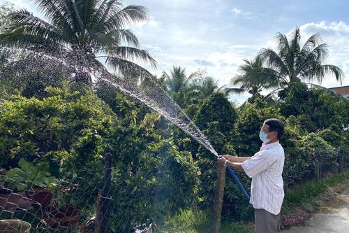 Người trồng mai ở Vĩnh Long thấp thỏm lo vụ Tết Nguyên đán