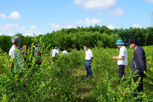 Cam Lộ: Hợp tác sản xuất và tiêu thụ tràm năm gân theo tiêu chuẩn hữu cơ quốc tế