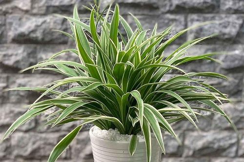 5 loại cây cảnh vừa đẹp lại vừa an toàn khi trồng trong nhà