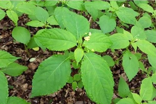 Bé 5 tuổi nguy kịch do dùng lá 'dân gian' chữa táo bón