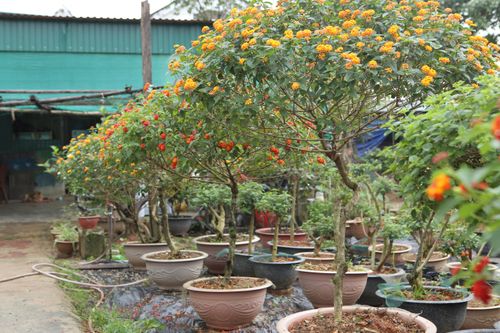 Biến hoa dại thành bonsai tiền triệu thu hút khách mua chơi Tết