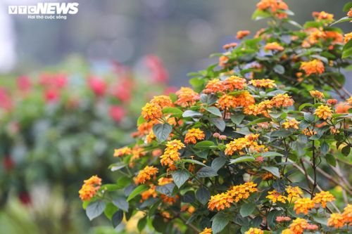 'Phù phép' cây dại thành hàng độc chơi tết