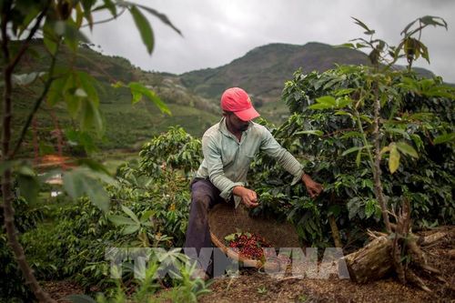 Năm 2022 có thể sẽ khó khăn đối với ngành cà phê Brazil