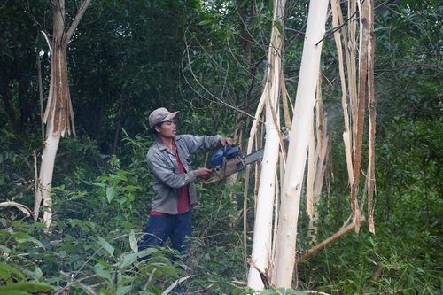 Kông Chro: Trồng rừng sản xuất để thoát nghèo