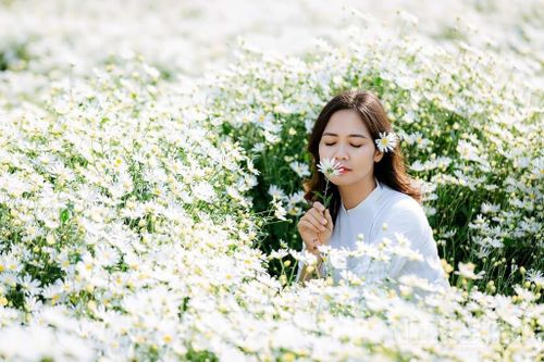 Cúc họa mi giữa sắc đông Ninh Bình