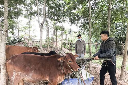 Triệu phú ở xã vùng biên