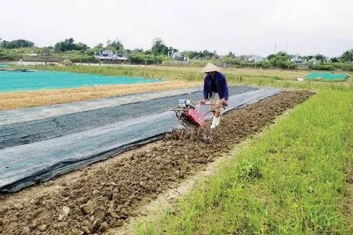 Kinh tế Quảng Điền khắc phục thủy lợi cho vụ đông xuân
