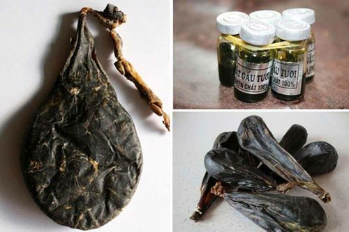 Khi người dân Việt Nam không coi mật gấu là 'thần dược'
