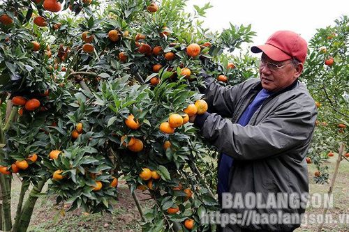 Bắc Sơn: Hiệu quả kinh tế từ cây cam đường CanhTin khácTrải thảm đón nhà đầu tưChung tay phòng chống HIV/AIDS trong bối cảnh dịch COVID-19