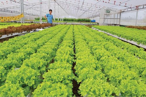 Kinh tế Phát triển nguồn nhân lực cho thành phố trực thuộc Trung ương - kỳ 3: Cần có chiến lược về đào tạo nguồn nhân lực