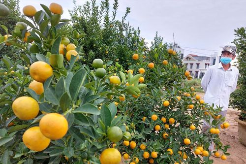 Thủ phủ quất miền Trung 'dè dặt' vụ Tết