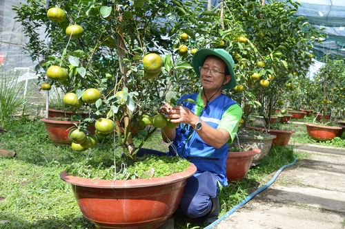 Đồng Tháp: Quýt hồng Lai Vung sẵn sàng phục vụ thị trường Tết