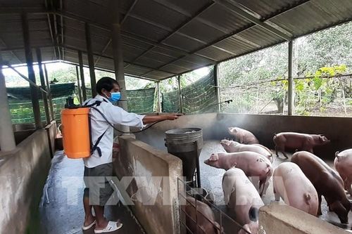 Kiểm soát chặt dịch bệnh trên đàn vật nuôi