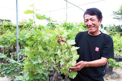 Nông dân Ninh Thuận chăm sóc nho kiểng bán Tết Nhâm Dần 2022