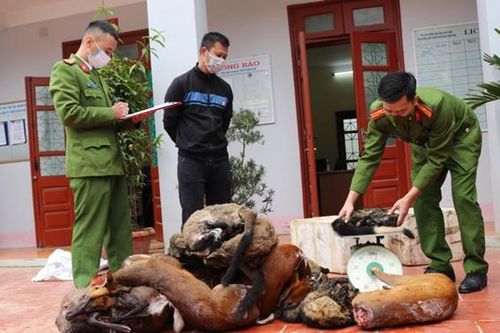 Phát hiện 2 vụ vận chuyển, tàng trữ động vật hoang dã trái phép