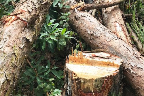 Mất hơn 777 ha rừng, 5 lãnh đạo sở ở Lâm Đồng chỉ 'kiểm điểm rút kinh nghiệm'