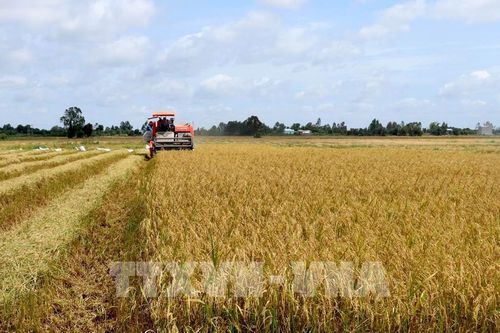Thị trường gạo châu Á: Giá gạo Ấn Độ, Việt Nam đều ở mức thấp