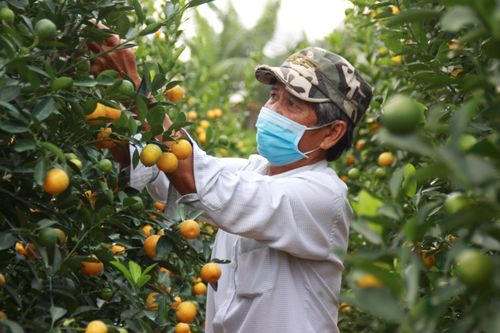 Quất cảnh vụ Tết 'lúc lỉu' chờ thương lái