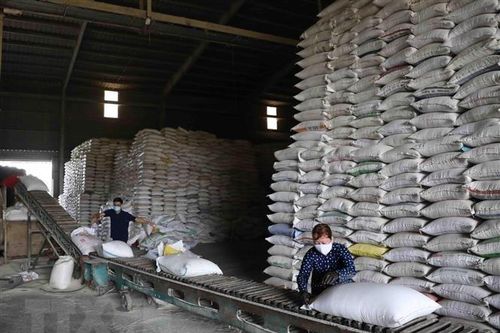 Thị trường nông sản thế giới: Giá gạo Ấn Độ, Việt Nam đều ở mức thấp
